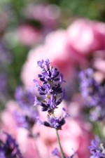 Lavendelblüte vor einem Rosenbeet